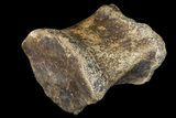 Hadrosaur (Edmontosaur) Phalange - South Dakota #121980-1